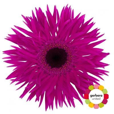 Срезанные цветы оптом Gerbera diamond gerspider nola от 15шт. из Голландии с доставкой по России