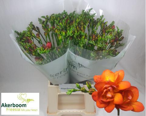 Срезанные цветы оптом Freesia do mandarine от 100шт из Голландии с доставкой по России