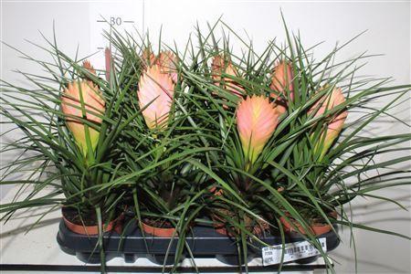 Горшечные цветы и растения оптом Till Cyanea от 12шт (для телеги) из Голландии с доставкой по России