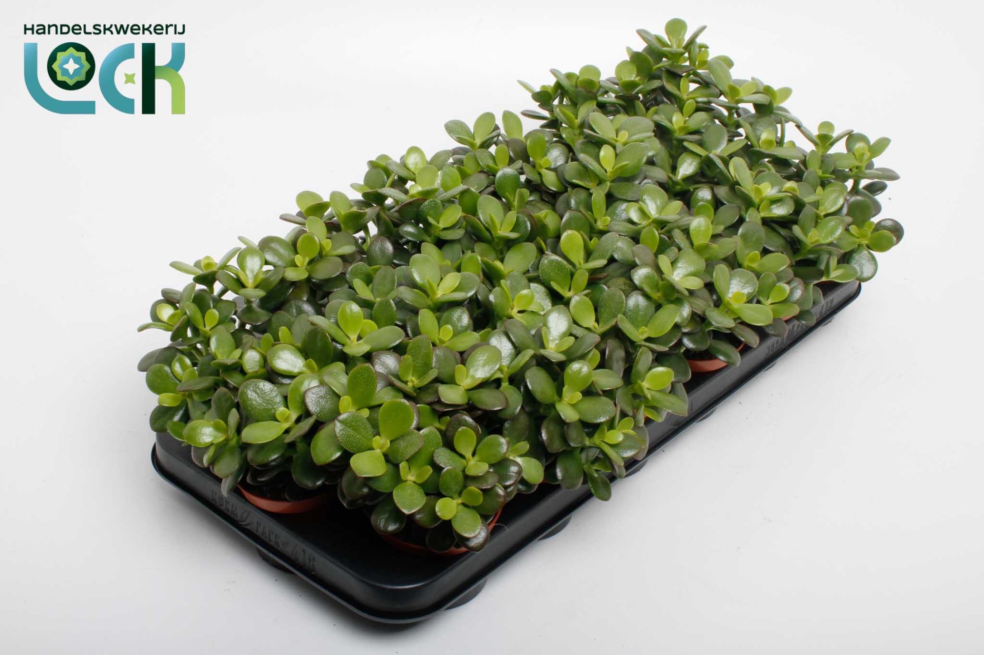 Горшечные цветы и растения оптом Crassula Minor от 12шт (для телеги) из Голландии с доставкой по России