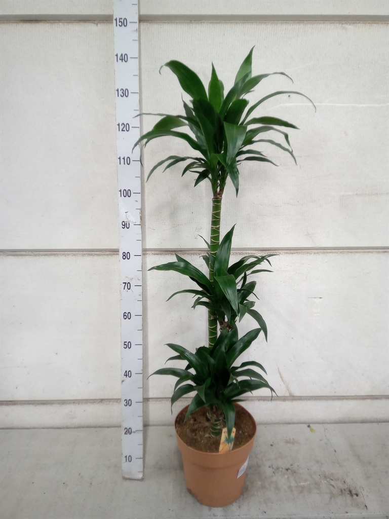 Горшечные цветы и растения оптом Dracaena Frag.   ... от 1шт из Голландии с доставкой по России