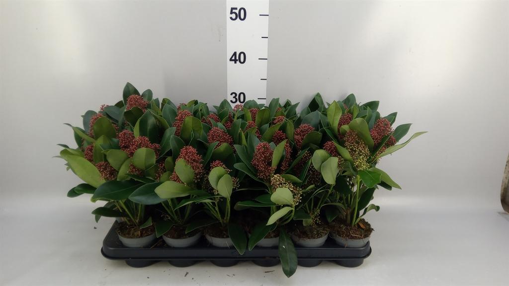 Горшечные цветы и растения оптом Skimmia Jap. rubella от 18шт (для телеги) из Голландии с доставкой по России