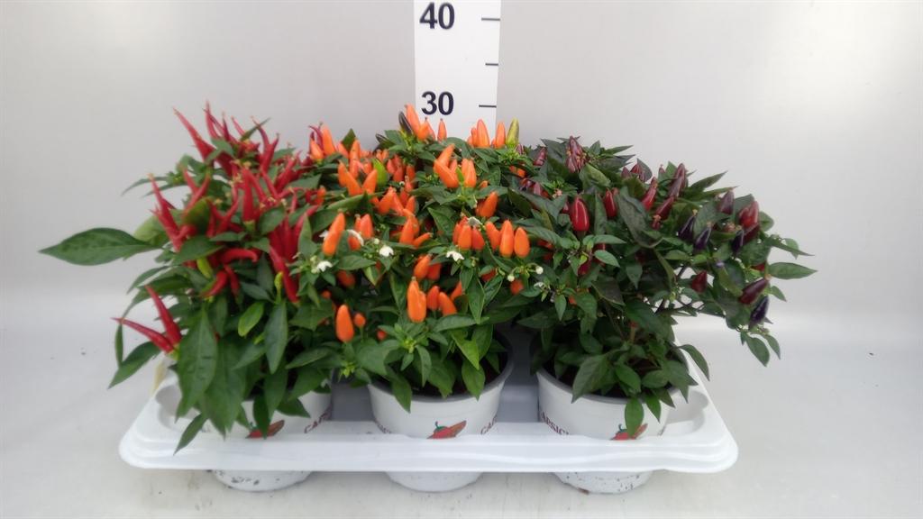 Горшечные цветы и растения оптом Capsicum Annuum ...mix от 6шт из Голландии с доставкой по России