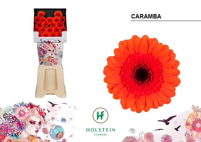 Срезанные цветы оптом Germini diamond caramba от 80шт из Голландии с доставкой по России