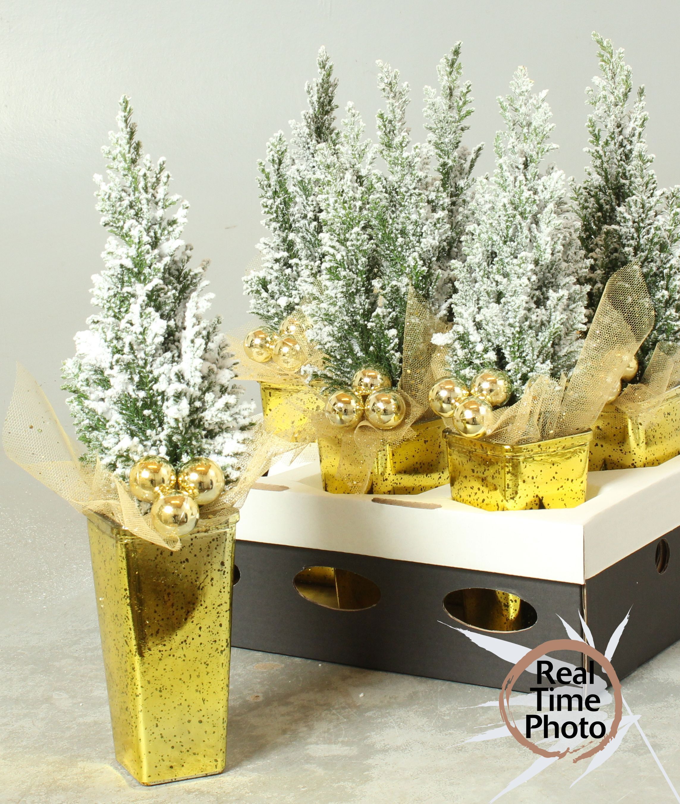 Горшечные цветы и растения оптом Cham L Ellwoodii от 6шт (для телеги) из Голландии с доставкой по России