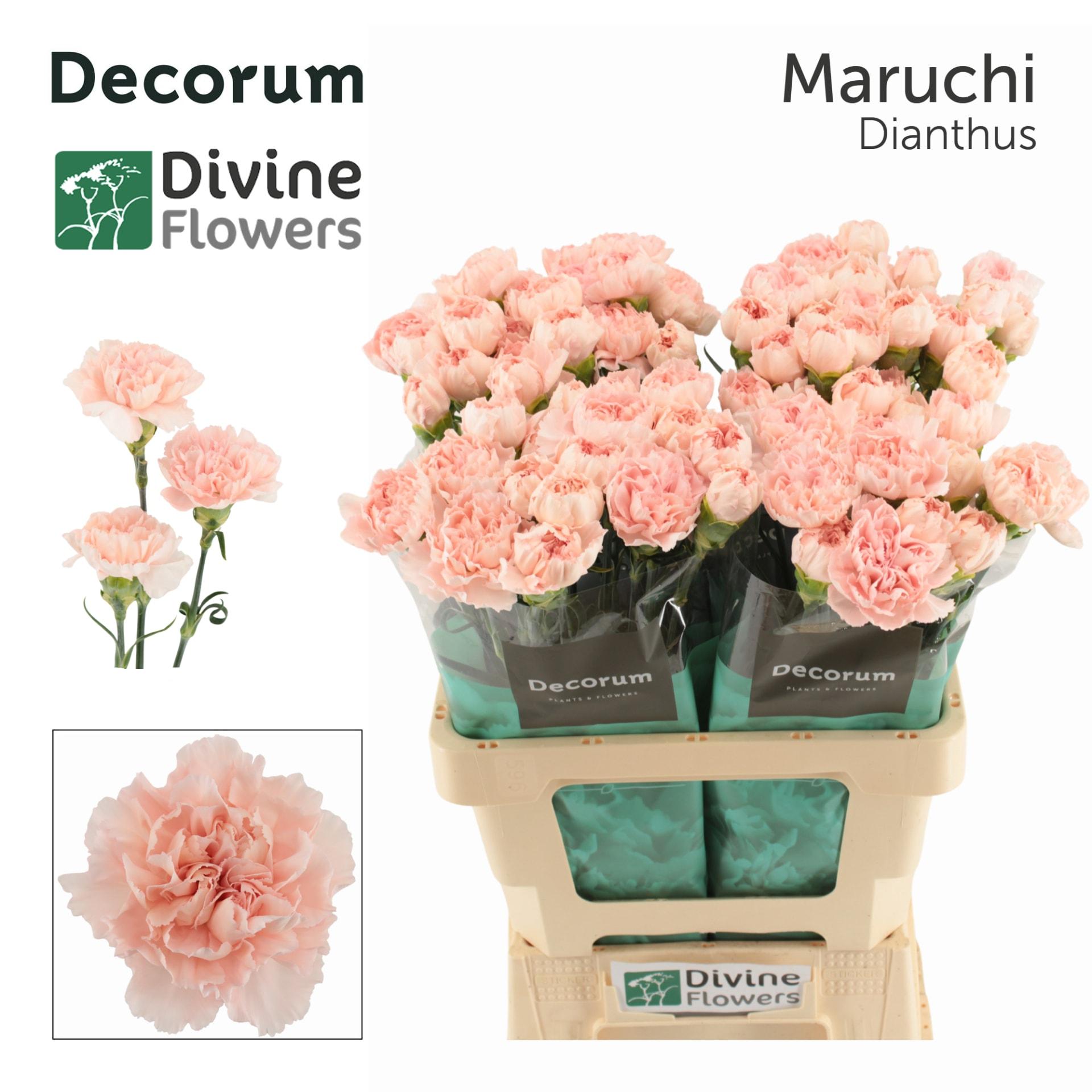 Срезанные цветы оптом Dianthus st maruchi от 80шт из Голландии с доставкой по России
