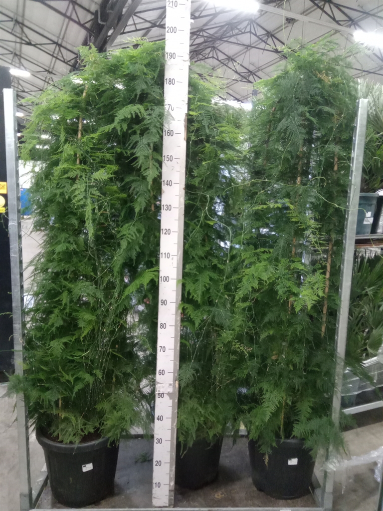 Горшечные цветы и растения оптом Asparagus   ... от 1шт из Голландии с доставкой по России