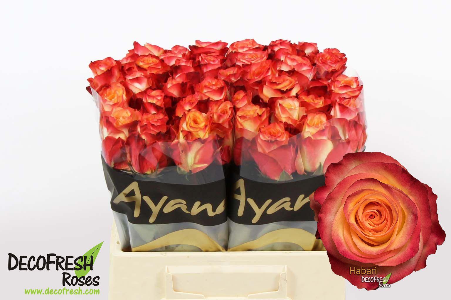 Срезанные цветы оптом Rosa large habari от 40шт из Голландии с доставкой по России