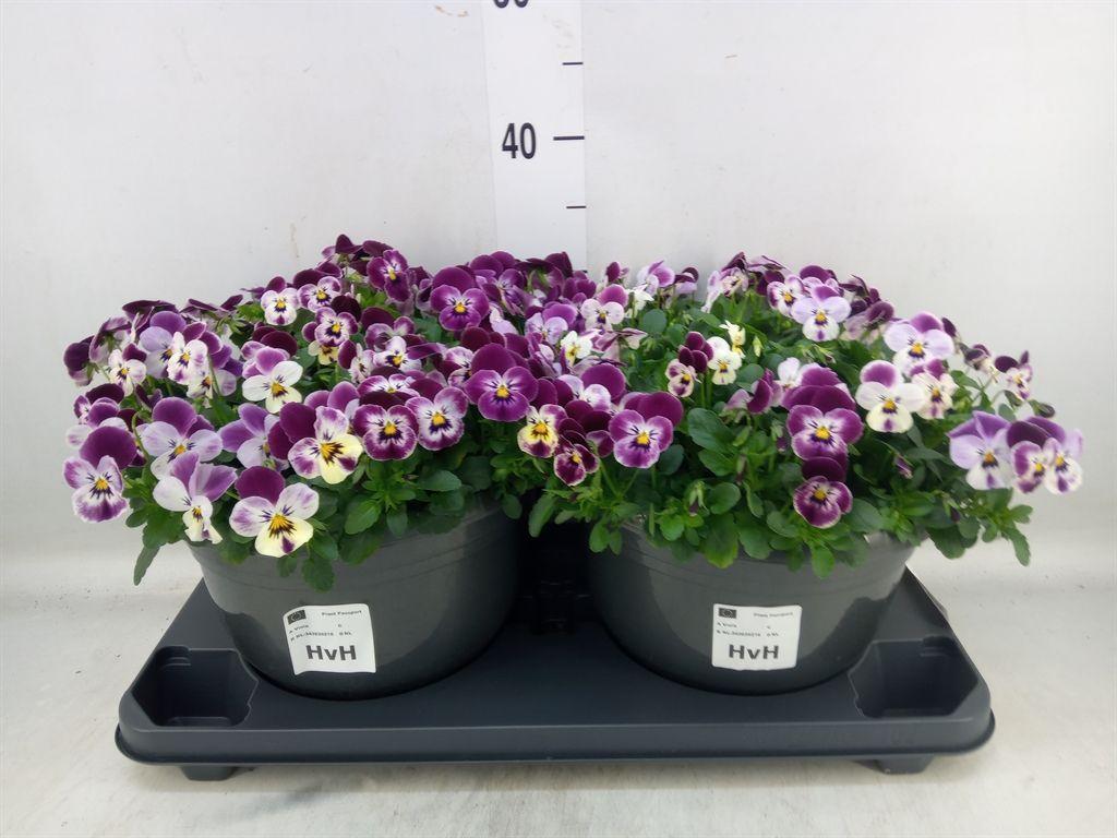 Горшечные цветы и растения оптом Viola Corn.   ... от 2шт (для телеги) из Голландии с доставкой по России