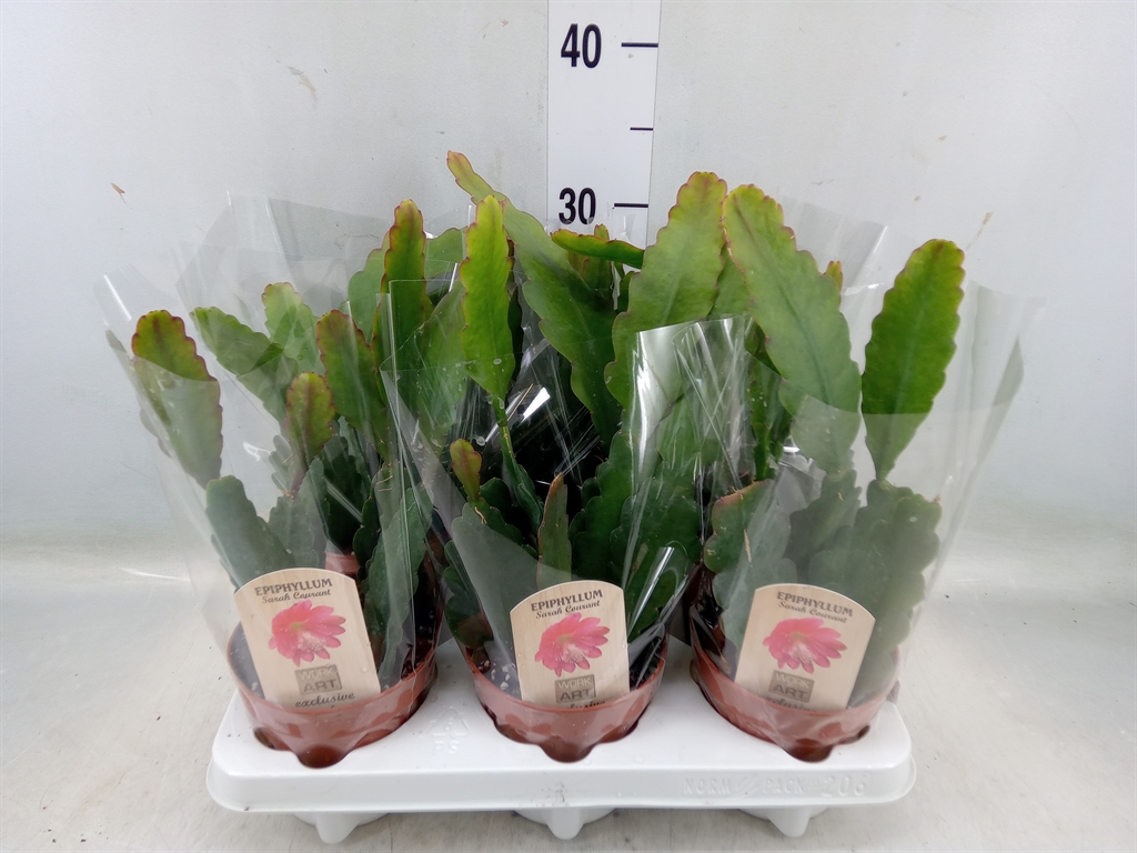 Горшечные цветы и растения оптом Epiphyllum   ... от 6шт из Голландии с доставкой по России