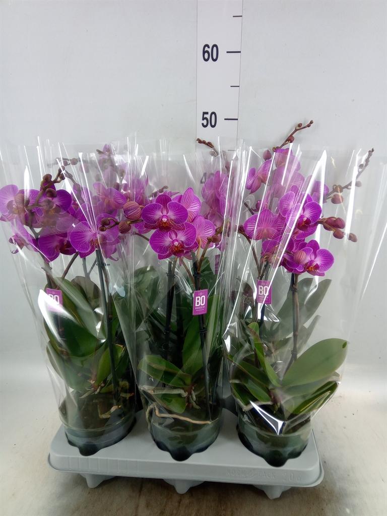 Горшечные цветы и растения оптом Phalaenopsis Multi.   ... от 6шт из Голландии с доставкой по России