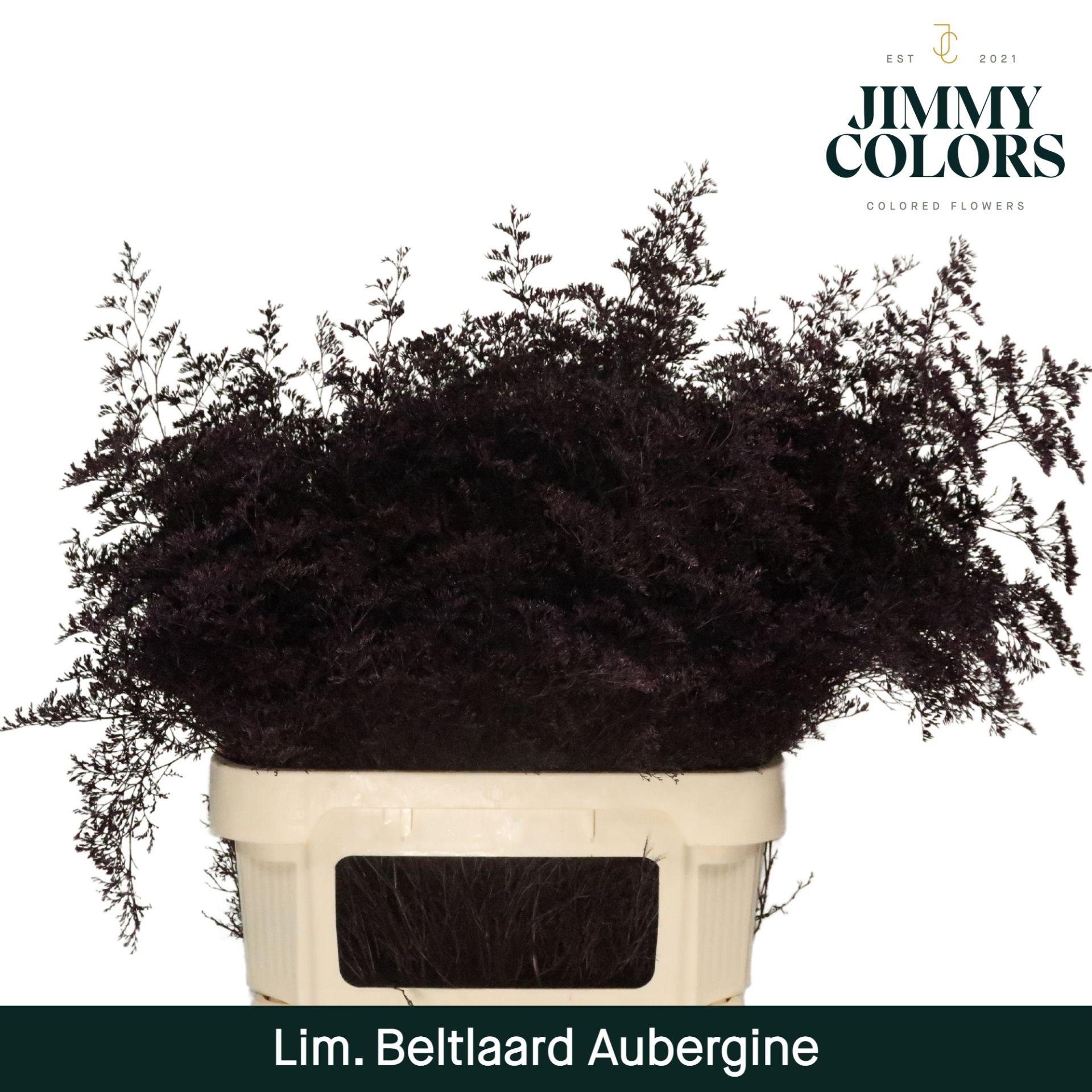 Срезанные цветы оптом Limonium beltlaard paint aubergine от 25шт из Голландии с доставкой по России