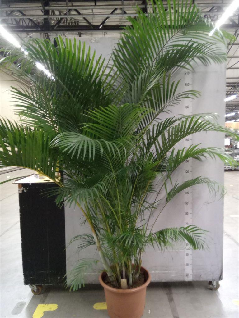 Горшечные цветы и растения оптом Dypsis Lutescens   ...chrysalidoca от 1шт из Голландии с доставкой по России