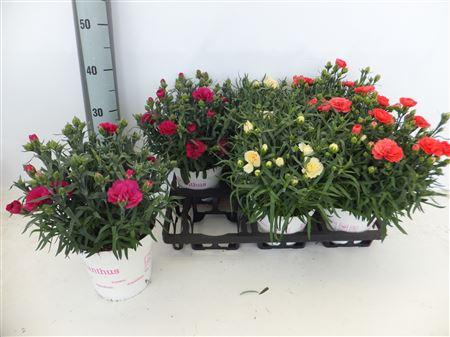 Горшечные цветы и растения оптом Dian Gemengd от 6шт из Голландии с доставкой по России