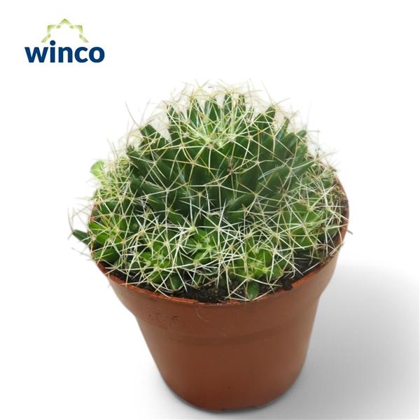 Горшечные цветы и растения оптом Mammillaria Longimamma от 18шт (для телеги) из Голландии с доставкой по России