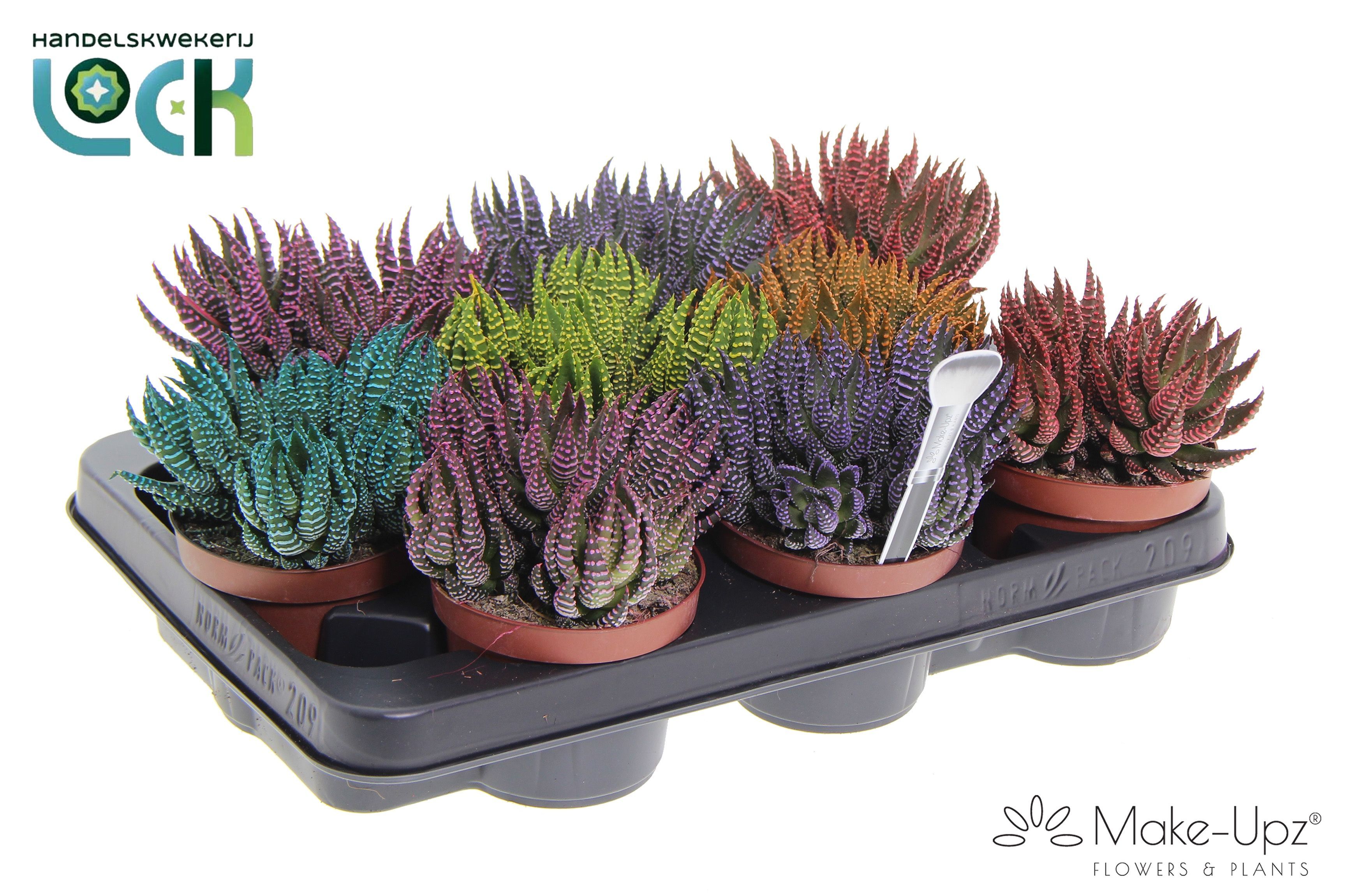 Горшечные цветы и растения оптом Haworthia Zebrina Make Upz Mix 3 Colors от 9шт из Голландии с доставкой по России