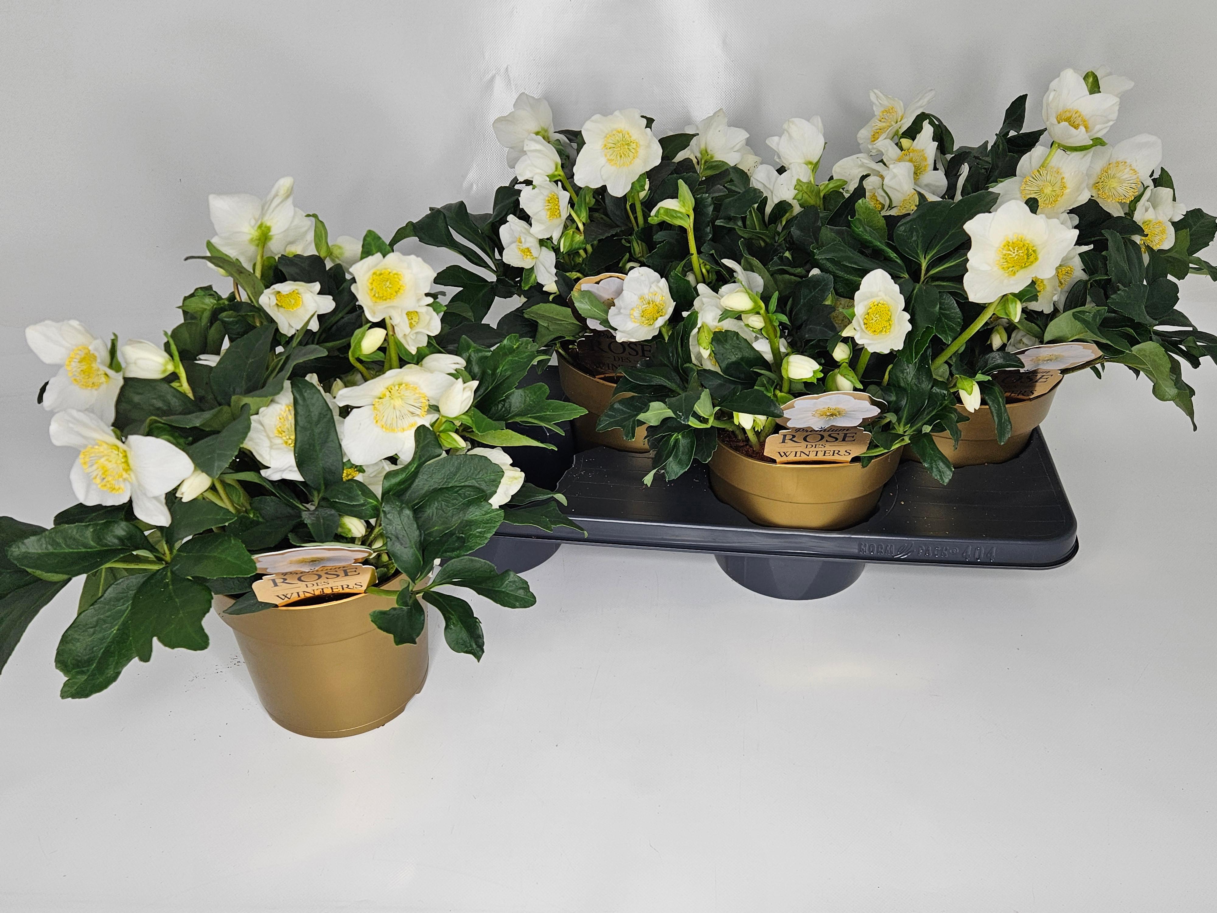 Горшечные цветы и растения оптом Hell Ni Hgc Joel от 4шт из Голландии с доставкой по России