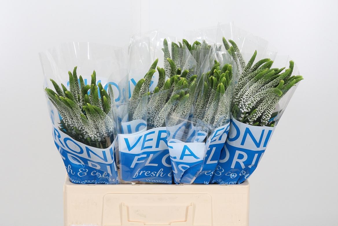 Срезанные цветы оптом Veronica smart caya от 120шт. из Голландии с доставкой по России