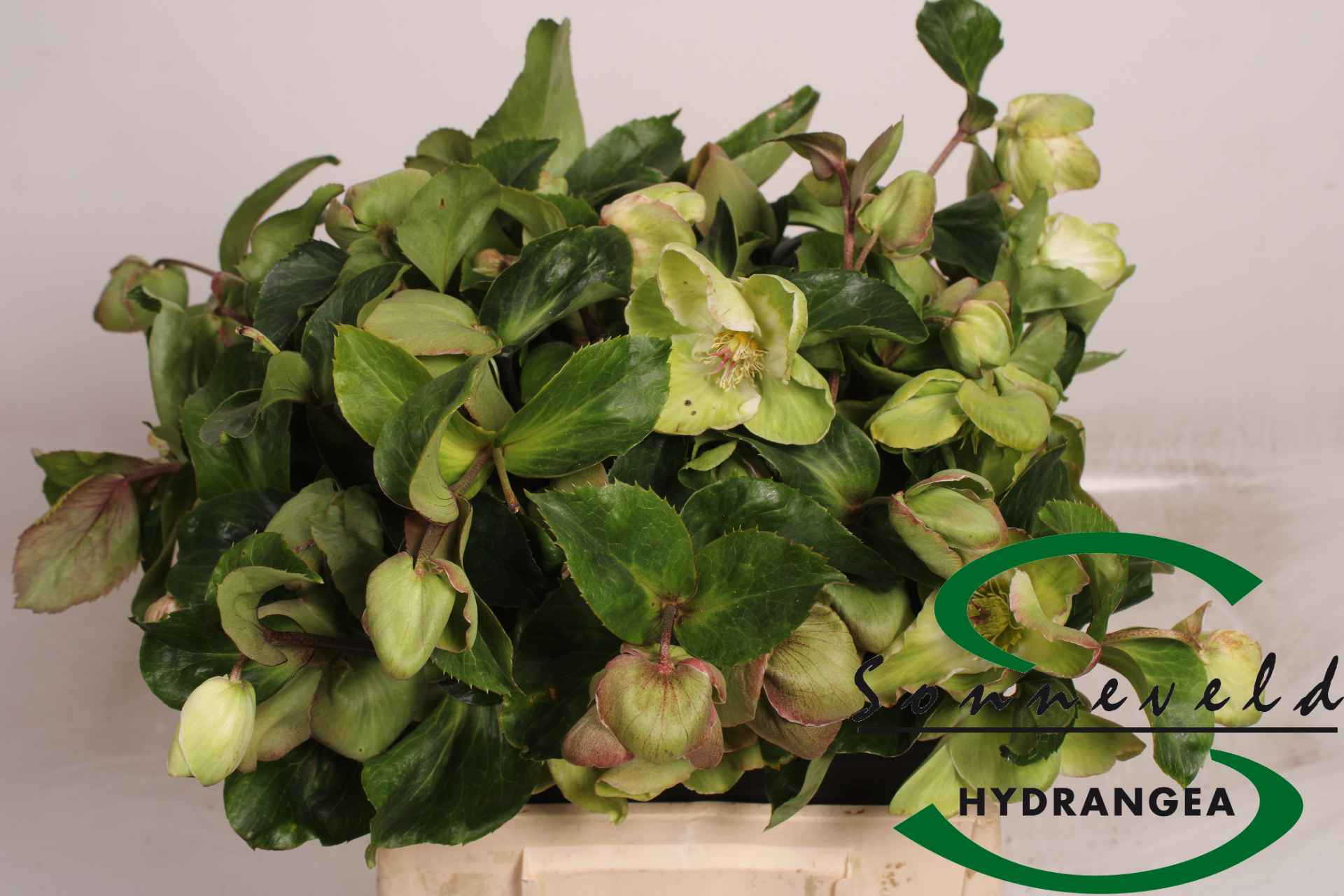 Срезанные цветы оптом Helleborus bella pink от 20шт из Голландии с доставкой по России