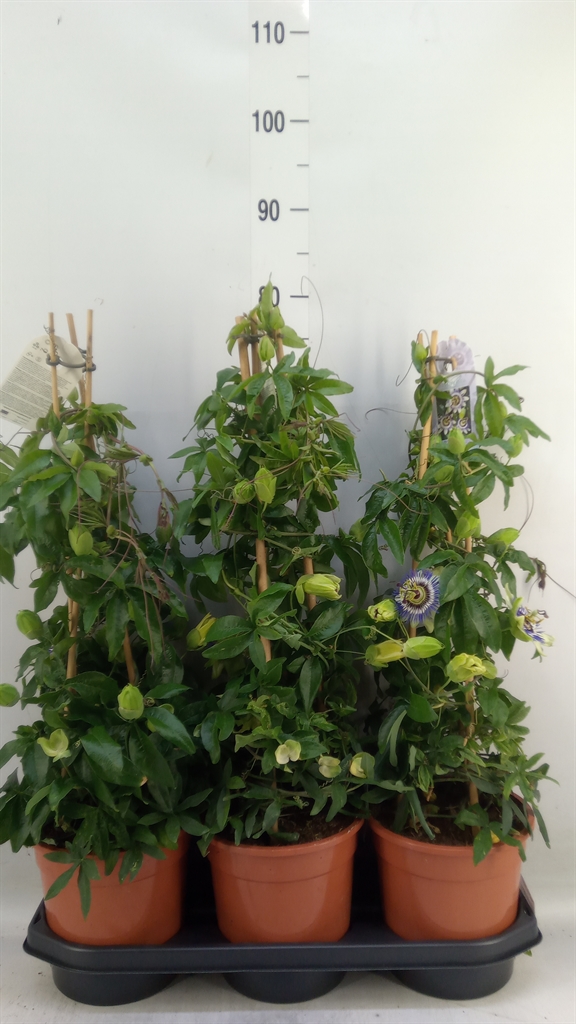 Горшечные цветы и растения оптом Passiflora Caerul. от 3шт из Голландии с доставкой по России