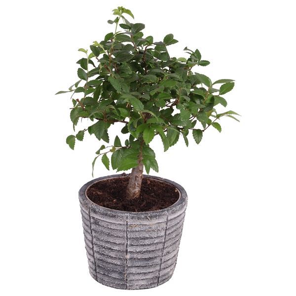 Горшечные цветы и растения оптом Bonsai Mix In Rustic Touch Nº362 от 6шт из Голландии с доставкой по России