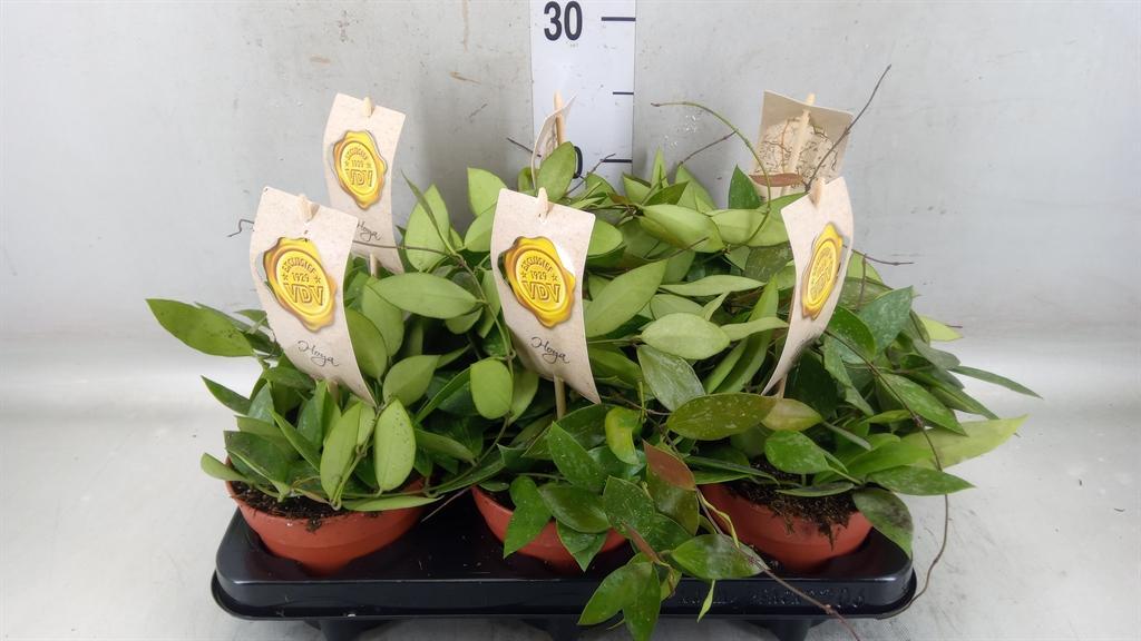 Горшечные цветы и растения оптом Hoya   ... от 6шт из Голландии с доставкой по России