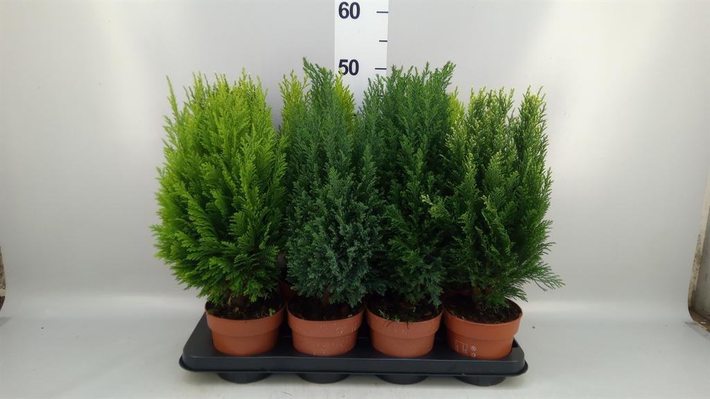 Горшечные цветы и растения оптом Conifers ...mix A от 8шт из Голландии с доставкой по России