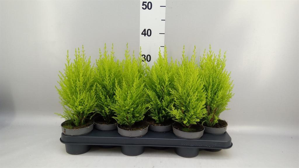 Горшечные цветы и растения оптом Cupressus Macro. goldcrest Wilma от 12шт из Голландии с доставкой по России