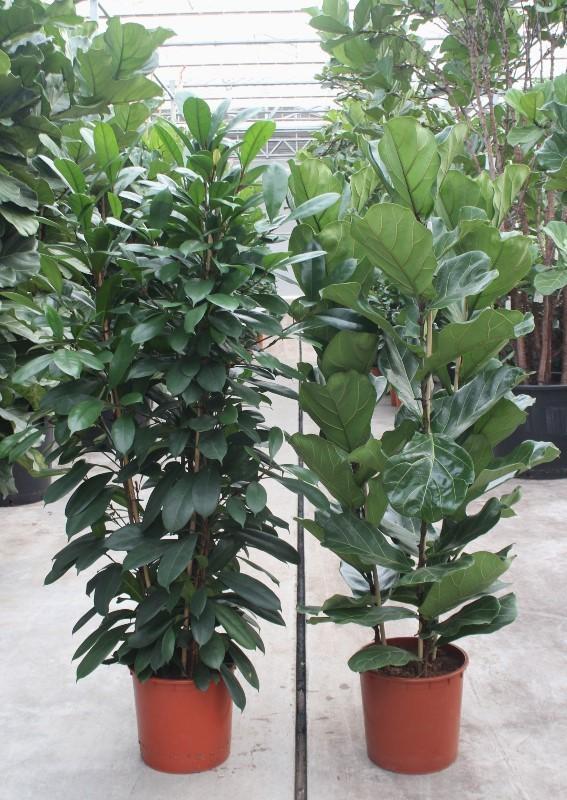 Горшечные цветы и растения оптом Ficus Mixkar от 7шт из Голландии с доставкой по России