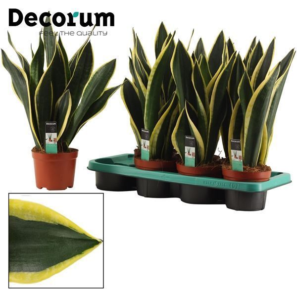 Горшечные цветы и растения оптом Sansevieria Night Shade (decorum) от 7шт из Голландии с доставкой по России