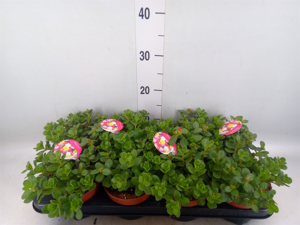 Горшечные цветы и растения оптом Portulaca   ...mix In Pot от 8шт из Голландии с доставкой по России