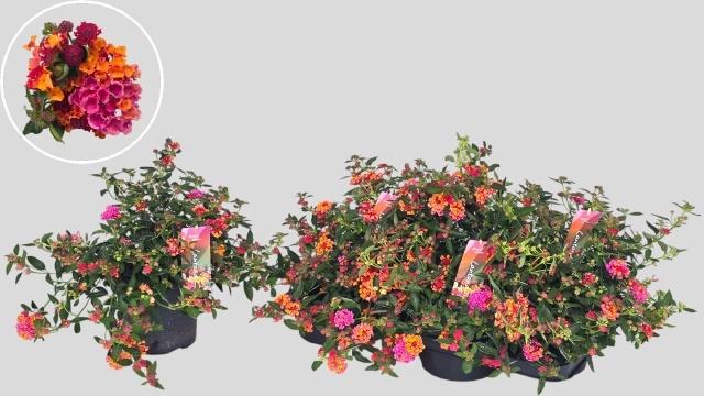 Горшечные цветы и растения оптом Lant C Havana Rose от 4шт из Голландии с доставкой по России