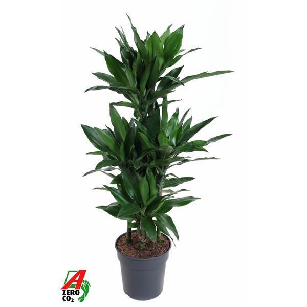 Горшечные цветы и растения оптом Dracaena Janet Lind 60-carrousel от 1шт из Голландии с доставкой по России