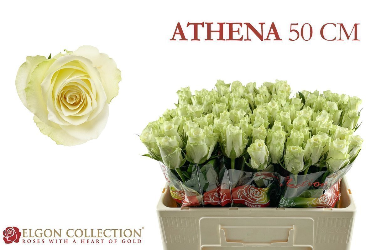 Срезанные цветы оптом Rosa large athena от 80шт... из Голландии с доставкой по России