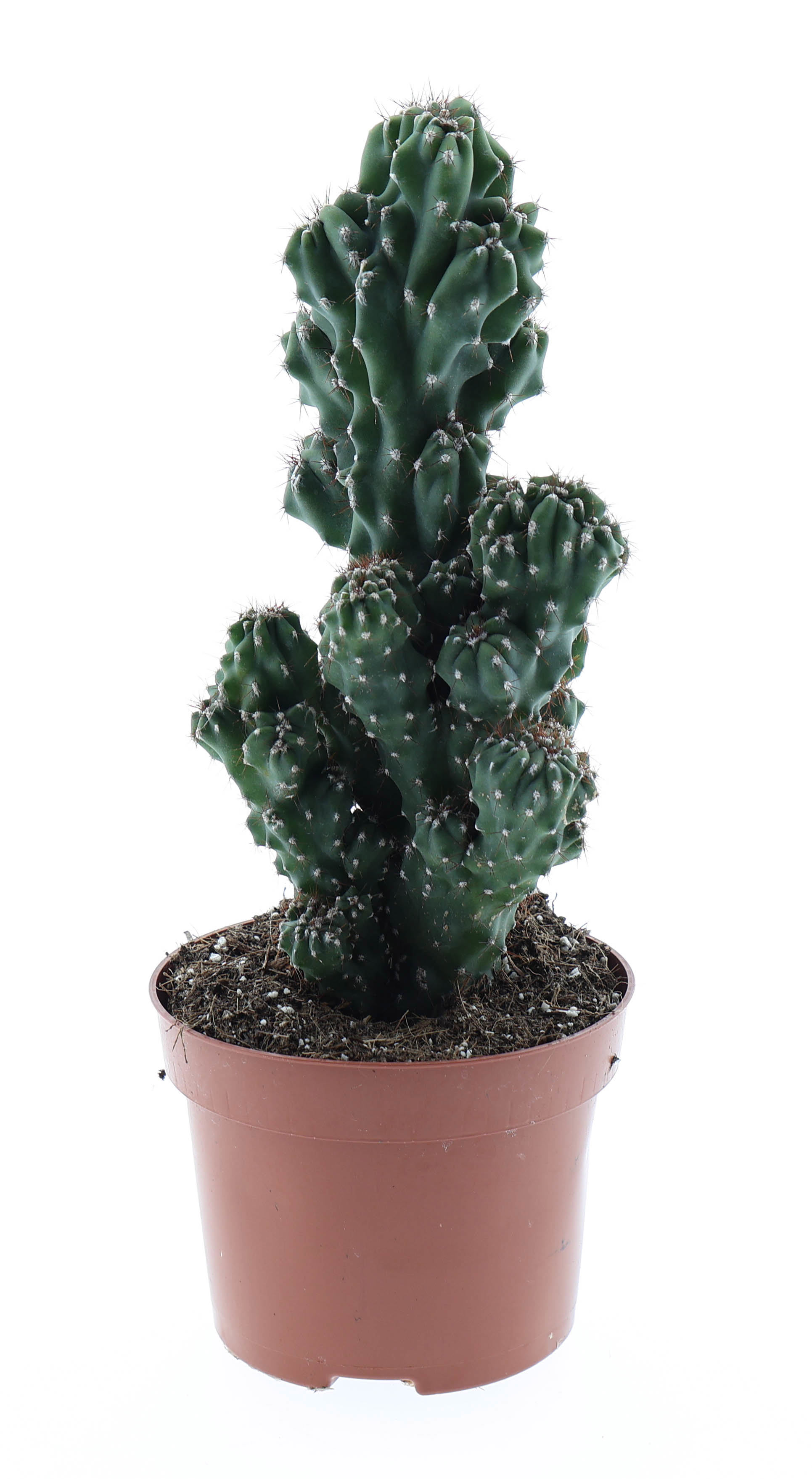 Горшечные цветы и растения оптом Cereus Peruvianus Monstrosus от 6шт из Голландии с доставкой по России