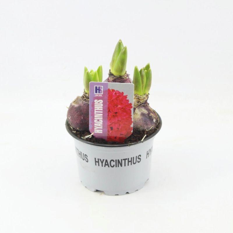 Горшечные цветы и растения оптом Hyacinthus Jan Bos от 10шт из Голландии с доставкой по России