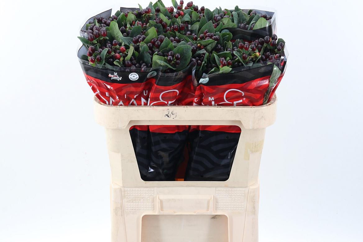 Срезанные цветы оптом Hypericum rocky romance от 100шт из Голландии с доставкой по России