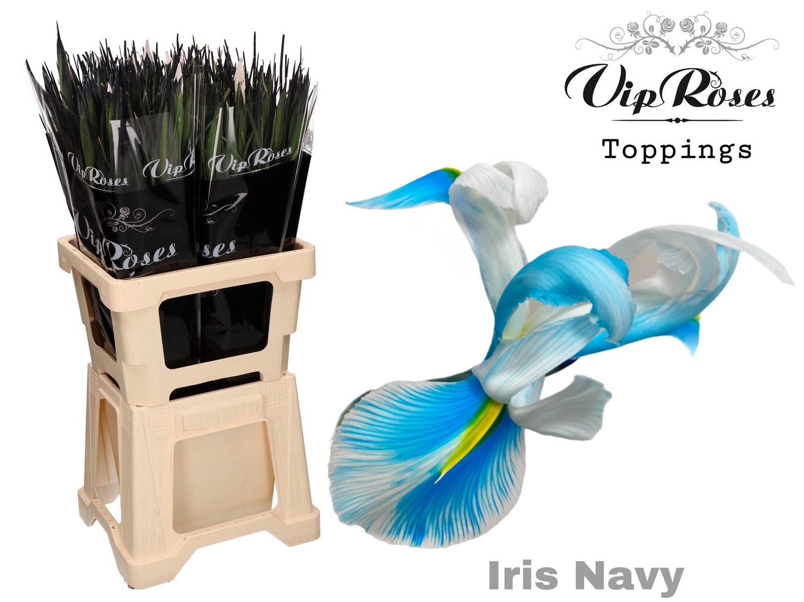 Срезанные цветы оптом Iris paint navy от 50шт из Голландии с доставкой по России