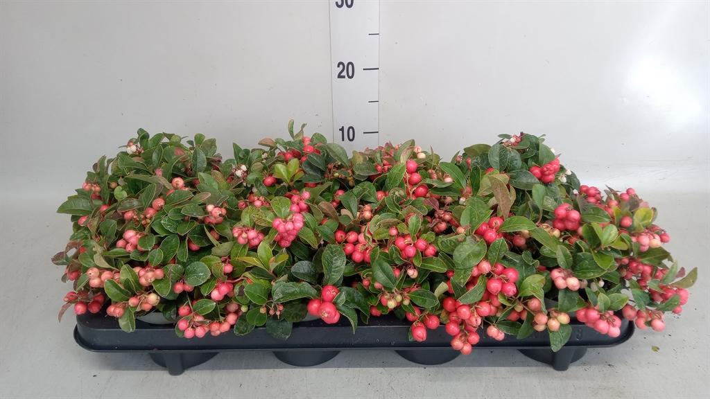 Горшечные цветы и растения оптом Gaultheria Proc. big Berry от 8шт из Голландии с доставкой по России