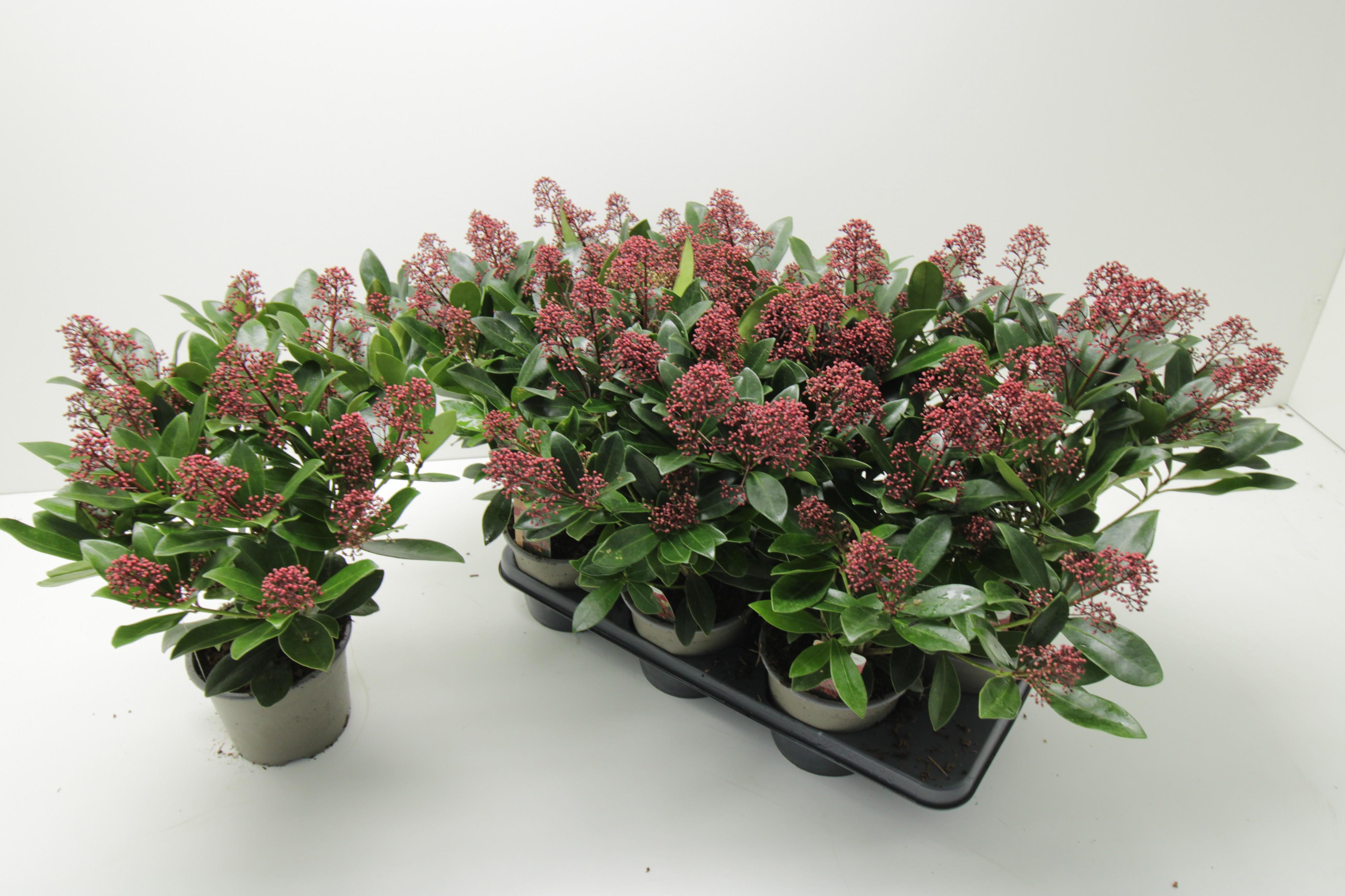 Горшечные цветы и растения оптом Skim J Rubella P15 от 6шт из Голландии с доставкой по России