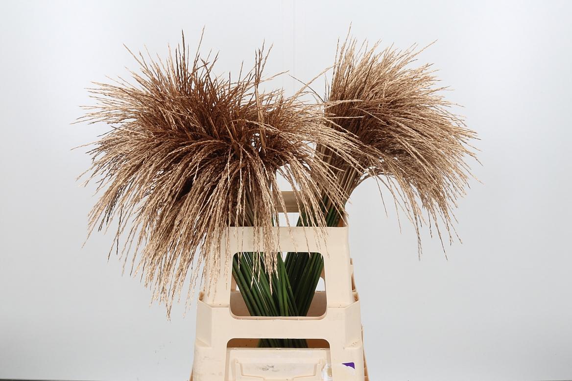 Срезанные цветы оптом Miscanthus paint gold antique от 100шт из Голландии с доставкой по России