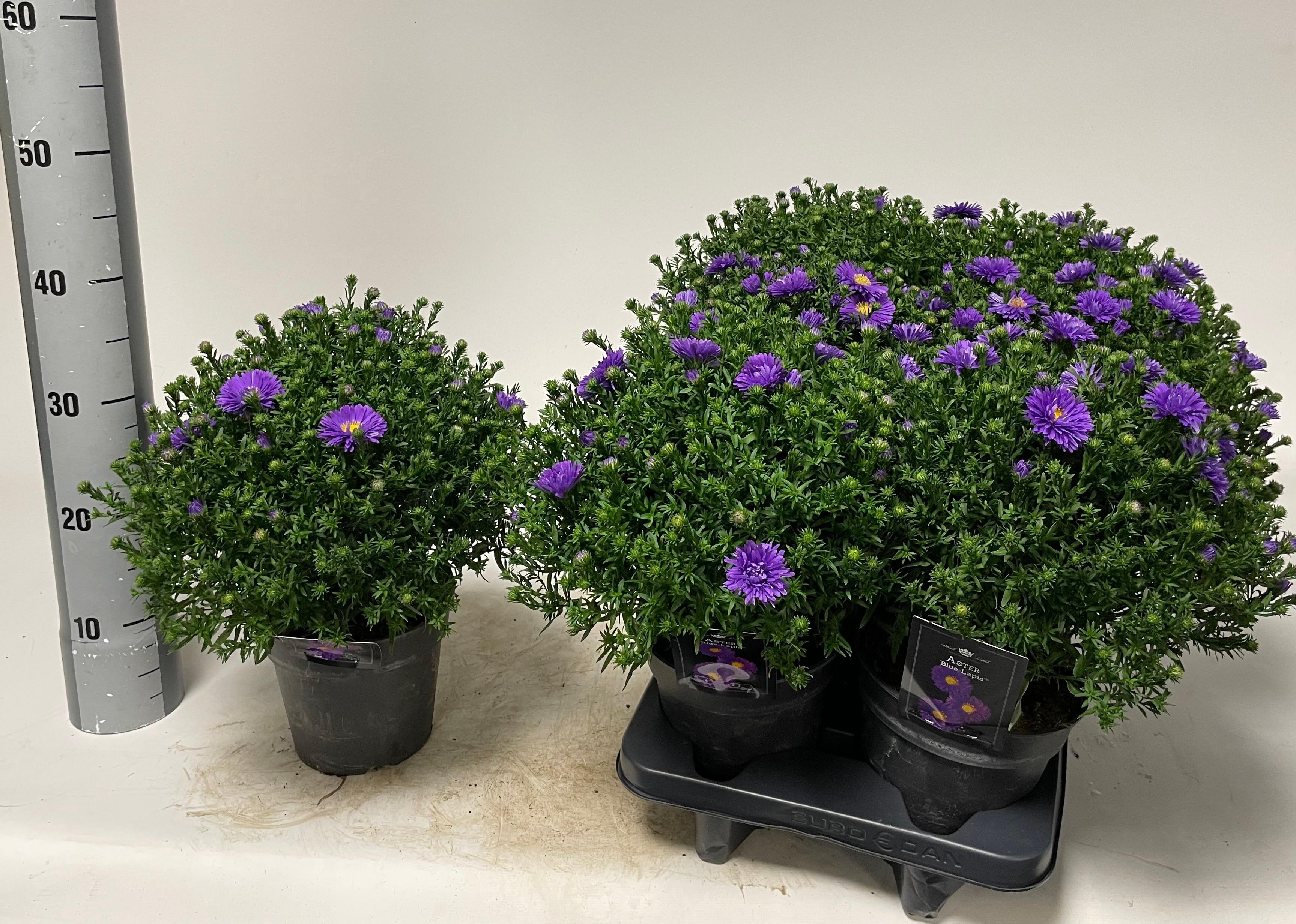 Горшечные цветы и растения оптом Aster D Blue Lapis от 6шт из Голландии с доставкой по России