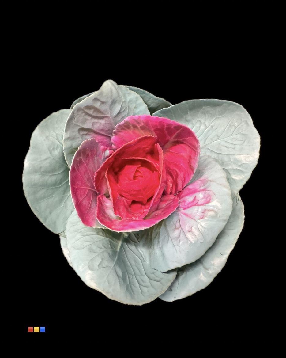 Срезанные цветы оптом Brassica paint blue light + pink от 20шт из Голландии с доставкой по России