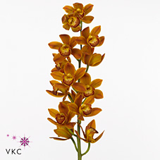 Срезанные цветы оптом Minicymbidium sakura от 8шт из Голландии с доставкой по России