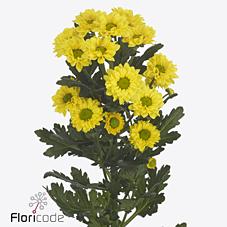 Срезанные цветы оптом Chrys sa dinky от 75шт из Голландии с доставкой по России