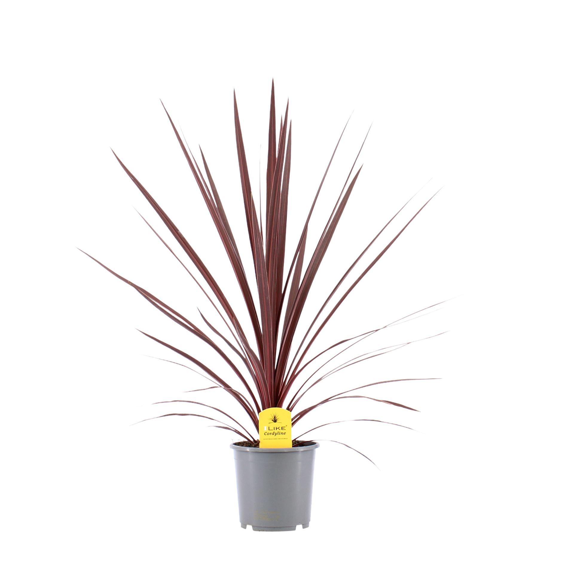 Горшечные цветы и растения оптом Cordyline Austr. red Star от 6шт из Голландии с доставкой по России