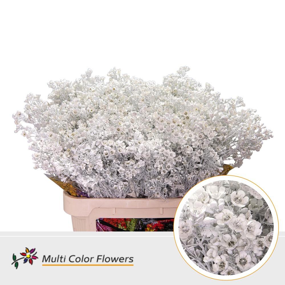 Срезанные цветы оптом Chamelaucium paint white от 75шт из Голландии с доставкой по России