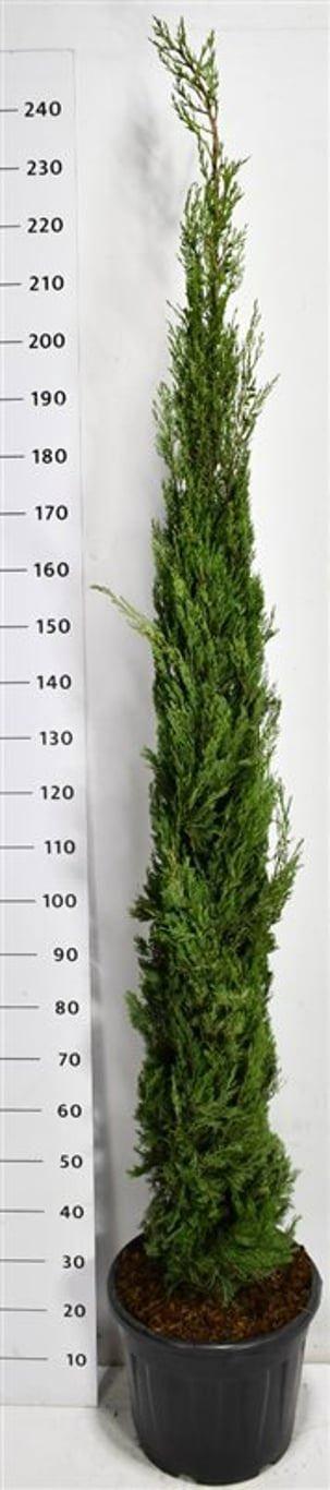 Горшечные цветы и растения оптом Cupressus Semp. pyramidalis от 1шт из Голландии с доставкой по России