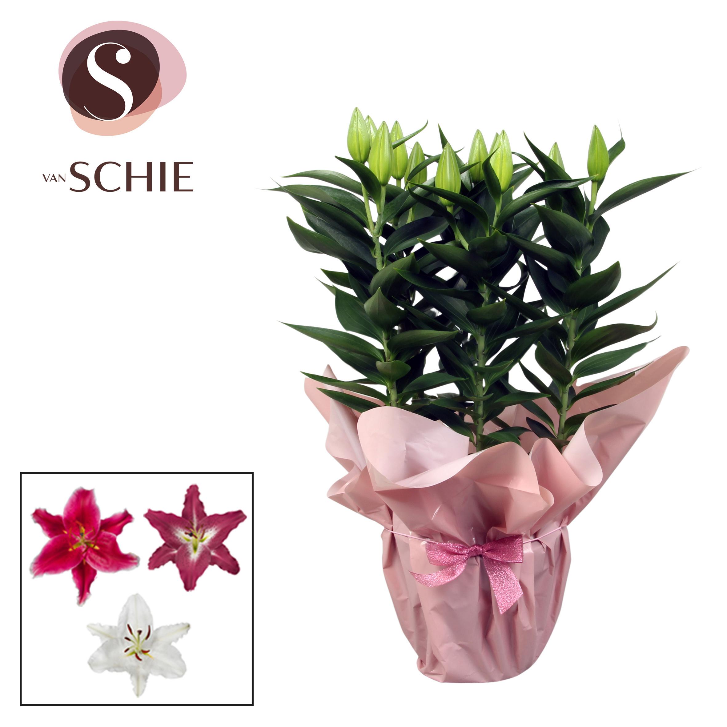 Горшечные цветы и растения оптом Lilium Or Mix 5pp Rondella Pink от 5шт из Голландии с доставкой по России