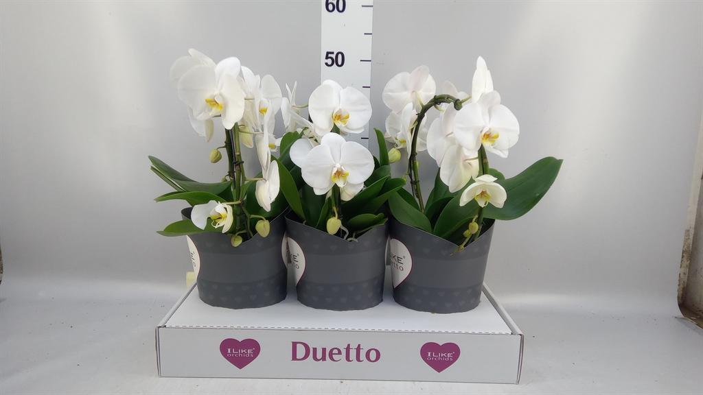 Горшечные цветы и растения оптом Phalaenopsis ...white от 3шт из Голландии с доставкой по России